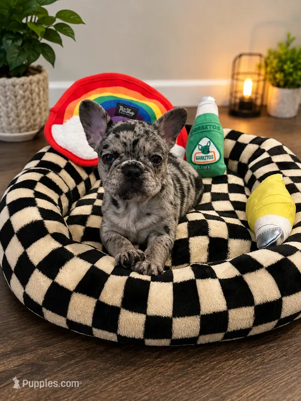 Eyez – French Bulldog puppy for sale in Johnston, RI