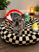 Eyez, a female French Bulldog for sale in Johnston, RI – 1 of 6