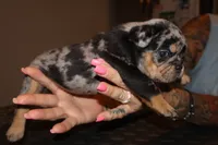 Keeper, a female French Bulldog for sale in Johnston, RI – 7 of 10