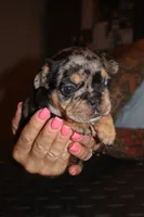 Keeper, a female French Bulldog for sale in Johnston, RI – 6 of 10