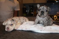 Eyez, a female French Bulldog for sale in Johnston, RI – 3 of 6
