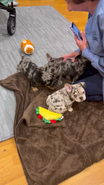 Keeper, a female French Bulldog for sale in Johnston, RI – 9 of 10