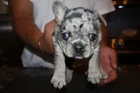 Eyez, a female French Bulldog for sale in Johnston, RI – 3 of 8