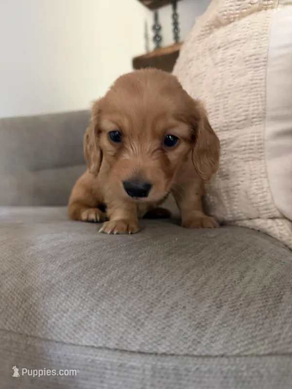 Woodson  – Miniature Dachshund puppy on hold in Atlanta, GA