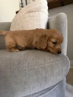 Woodson , a male Miniature Dachshund for sale in Atlanta, GA – Photo 2 of 2