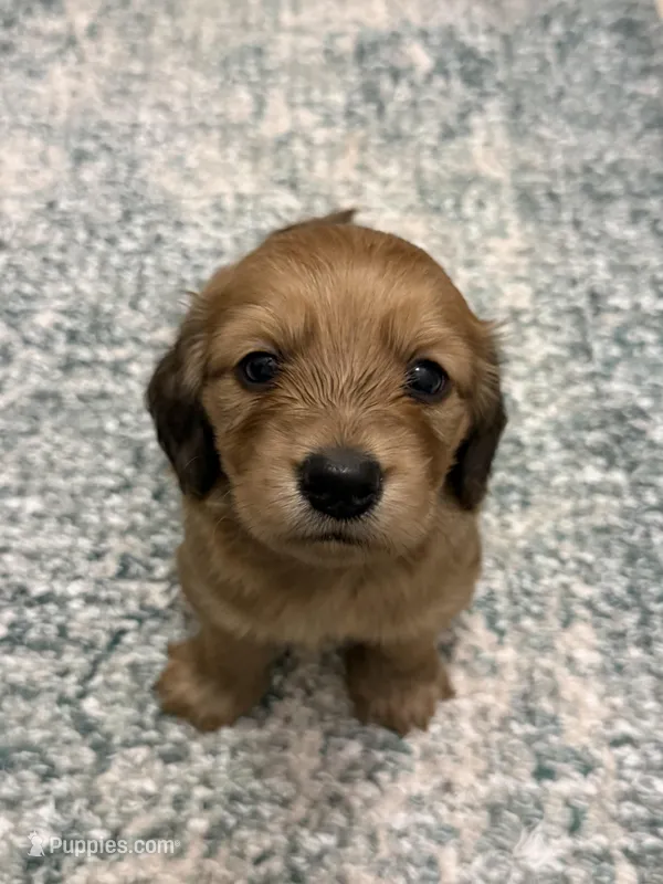 Gilbert – Miniature Dachshund puppy on hold in Atlanta, GA