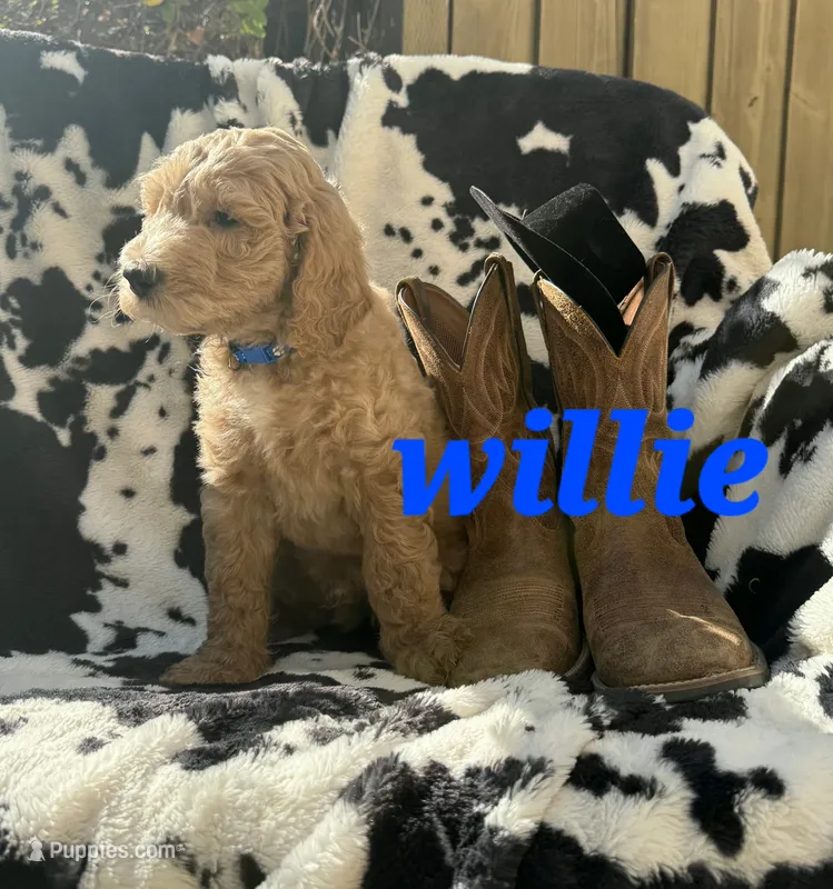 Willie – Goldendoodle puppy for sale in Temecula, CA