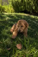 Dolly, a female Goldendoodle for sale in Temecula, CA – 4 of 6