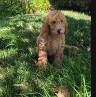 Reba, a female Goldendoodle for sale in Temecula, CA – 2 of 5
