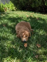 Dolly, a female Goldendoodle for sale in Temecula, CA – 2 of 6