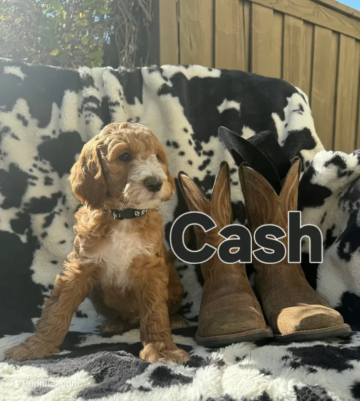 Cash – Goldendoodle puppy for sale in Temecula, CA