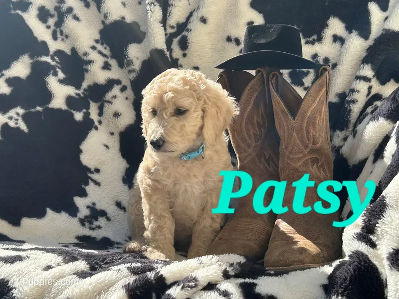 Patsy – Goldendoodle puppy for sale in Temecula, CA