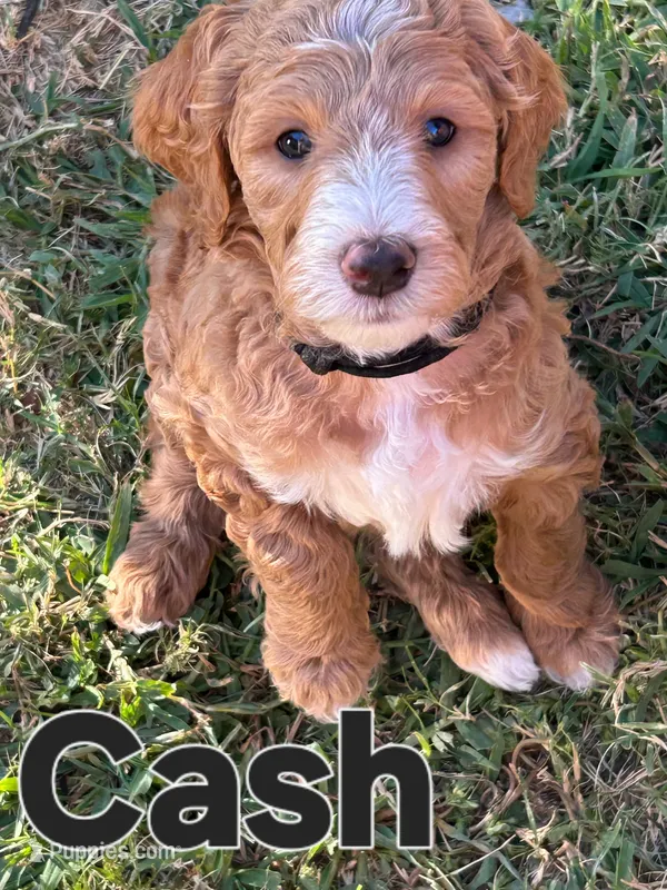 Cash – Goldendoodle puppy for sale in Temecula, CA