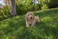 Faith, a female Goldendoodle for sale in Temecula, CA – 2 of 4