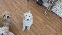 Dolly, a female Goldendoodle for sale in Temecula, CA – 9 of 9