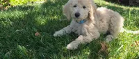 Patsy, a female Goldendoodle for sale in Temecula, CA – 2 of 6