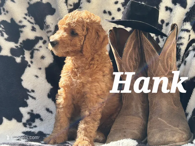 Hank  – Goldendoodle puppy for sale in Temecula, CA