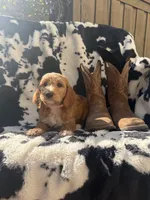 Dolly, a female Goldendoodle for sale in Temecula, CA – 6 of 9