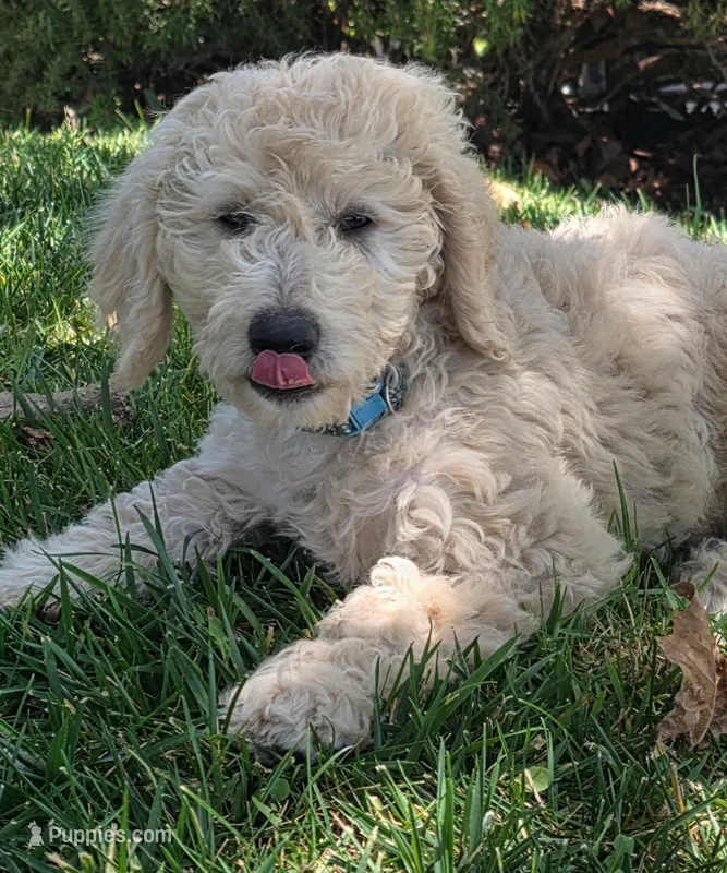 Patsy – Goldendoodle puppy for sale in Temecula, CA