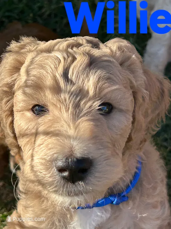 Willie – Goldendoodle puppy for sale in Temecula, CA