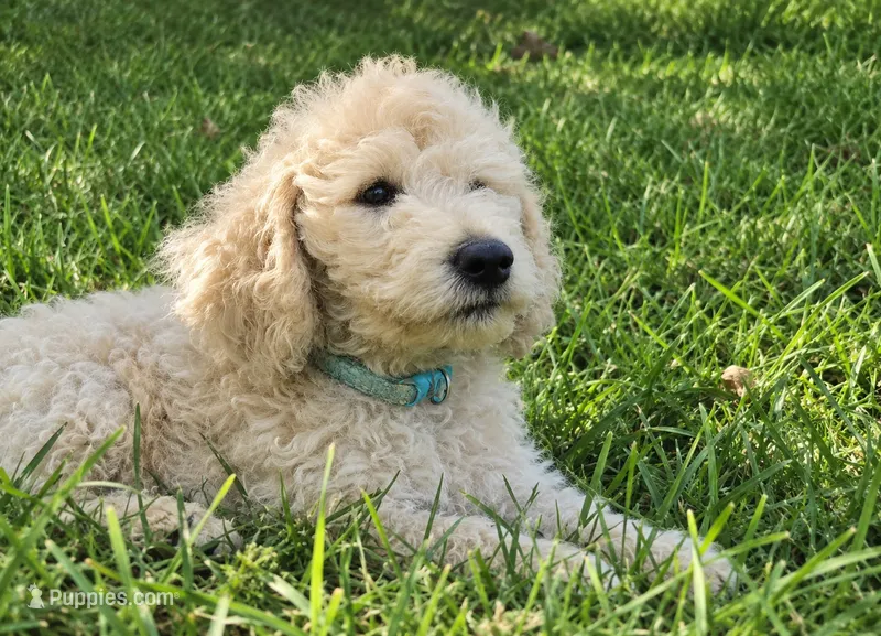 Patsy – Goldendoodle puppy for sale in Temecula, CA