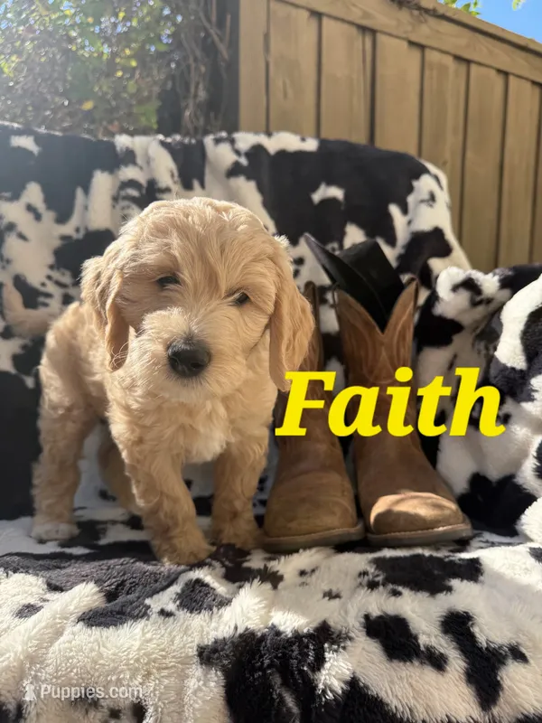 Faith – Goldendoodle puppy for sale in Temecula, CA