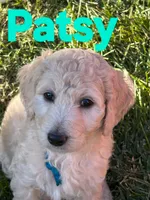Patsy, a female Goldendoodle for sale in Temecula, CA – 5 of 7