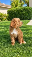 Dolly, a female Goldendoodle for sale in Temecula, CA – 2 of 6