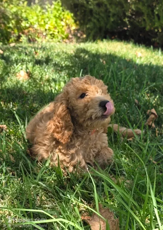 Reba – Goldendoodle puppy for sale in Temecula, CA