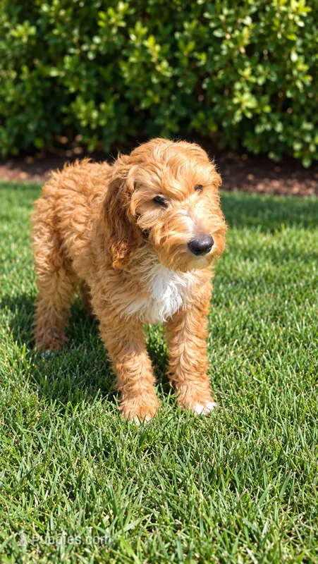 Dolly – Goldendoodle puppy for sale in Temecula, CA