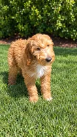 Dolly, a female Goldendoodle for sale in Temecula, CA – 1 of 6