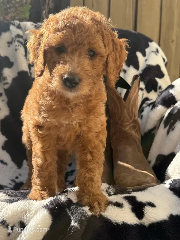 Hank – Goldendoodle puppy on hold in Temecula, CA