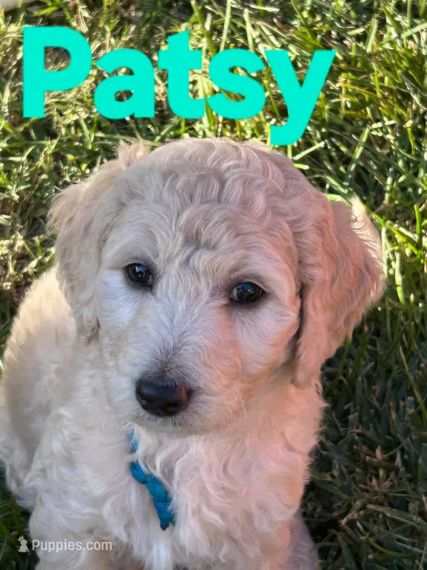 Patsy – Goldendoodle puppy for sale in Temecula, CA