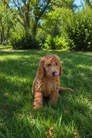 Dolly, a female Goldendoodle for sale in Temecula, CA – 3 of 6