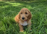 Reba, a female Goldendoodle for sale in Temecula, CA – 3 of 5