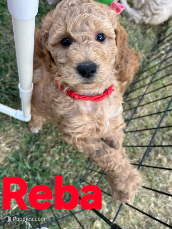 Reba – Goldendoodle puppy for sale in Temecula, CA
