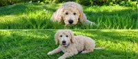 Patsy, a female Goldendoodle for sale in Temecula, CA – 3 of 6
