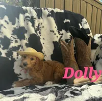 Dolly, a female Goldendoodle for sale in Temecula, CA – 4 of 9