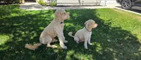 Reba, a female Goldendoodle for sale in Temecula, CA – 4 of 5