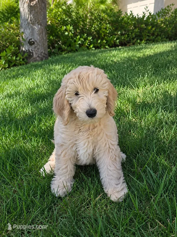 Faith – Goldendoodle puppy for sale in Temecula, CA