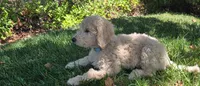 Patsy, a female Goldendoodle for sale in Temecula, CA – 4 of 6