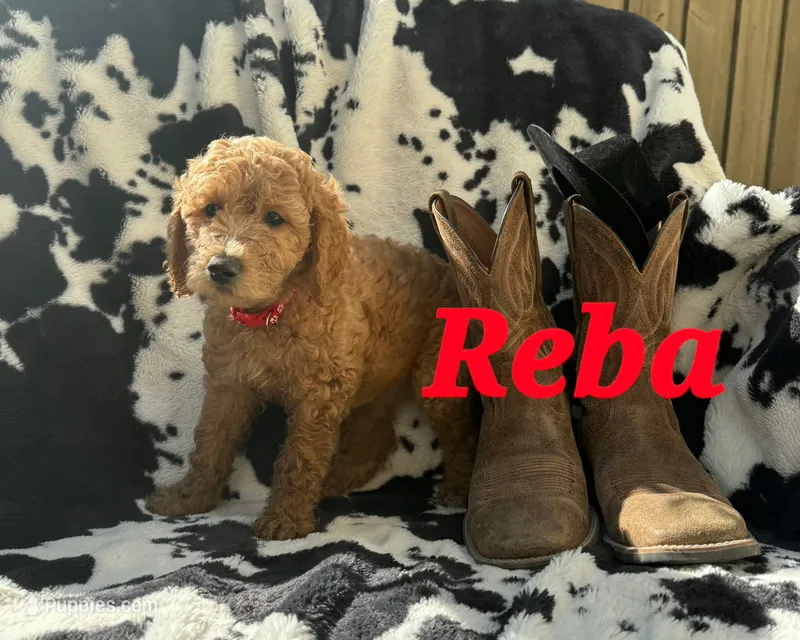 Reba – Goldendoodle puppy for sale in Temecula, CA