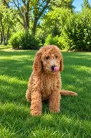 Dolly, a female Goldendoodle for sale in Temecula, CA – 3 of 6