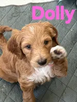 Dolly, a female Goldendoodle for sale in Temecula, CA – 5 of 9