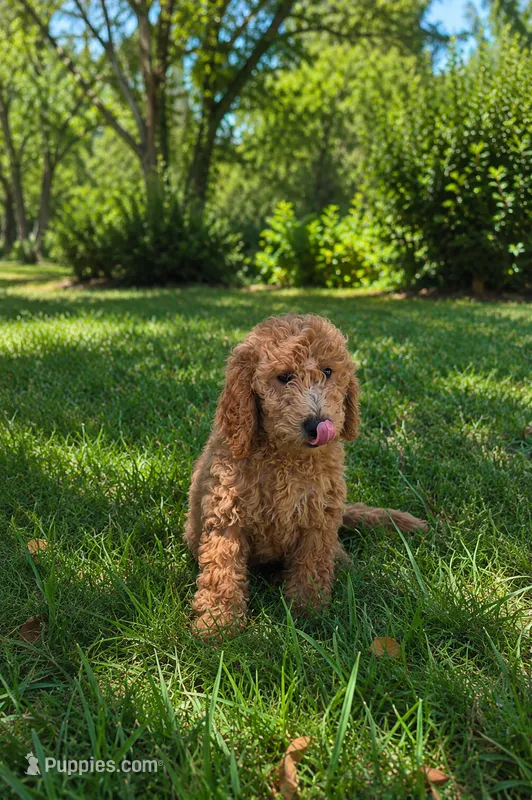 Dolly – Goldendoodle puppy for sale in Temecula, CA