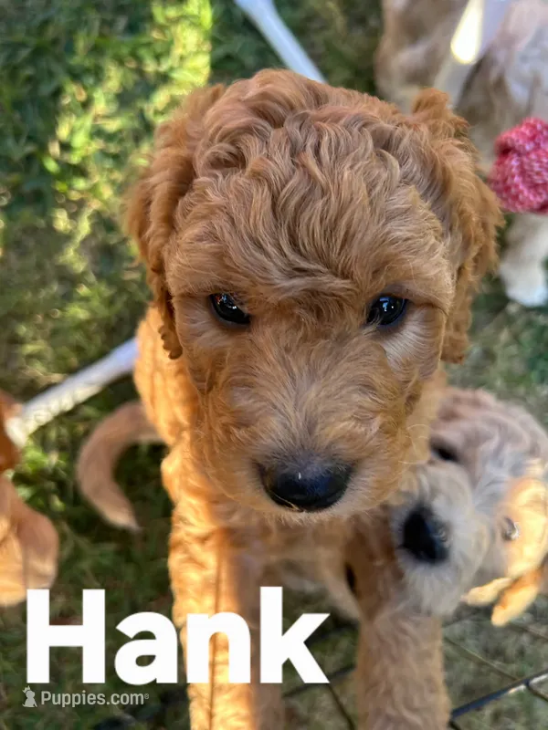 Hank  – Goldendoodle puppy for sale in Temecula, CA