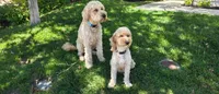 Faith, a female Goldendoodle for sale in Temecula, CA – 3 of 4