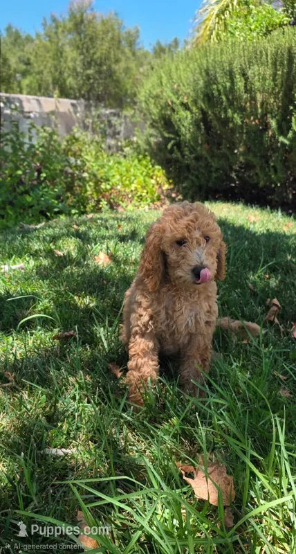 Dolly – Goldendoodle puppy for sale in Temecula, CA