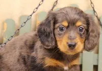Reverse Silver Dapple LH, a male Miniature Dachshund for sale in Gilmer, TX – Photo 8 of 10