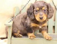 Reverse Silver Dapple LH, a male Miniature Dachshund for sale in Gilmer, TX – Photo 9 of 10